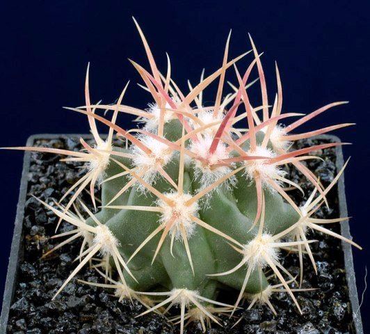 Echinocactus_xeranthemoides
